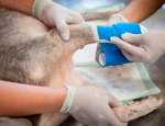 Animal being bandaged