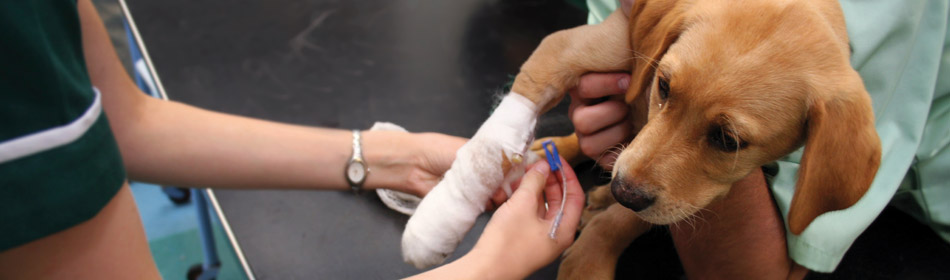 A New Era in Veterinary Nursing