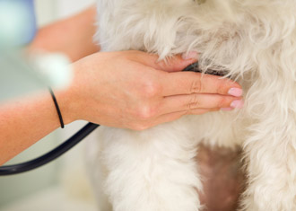Dog heartbeat