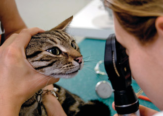 Feline eye exam
