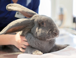 Toy Rabbit